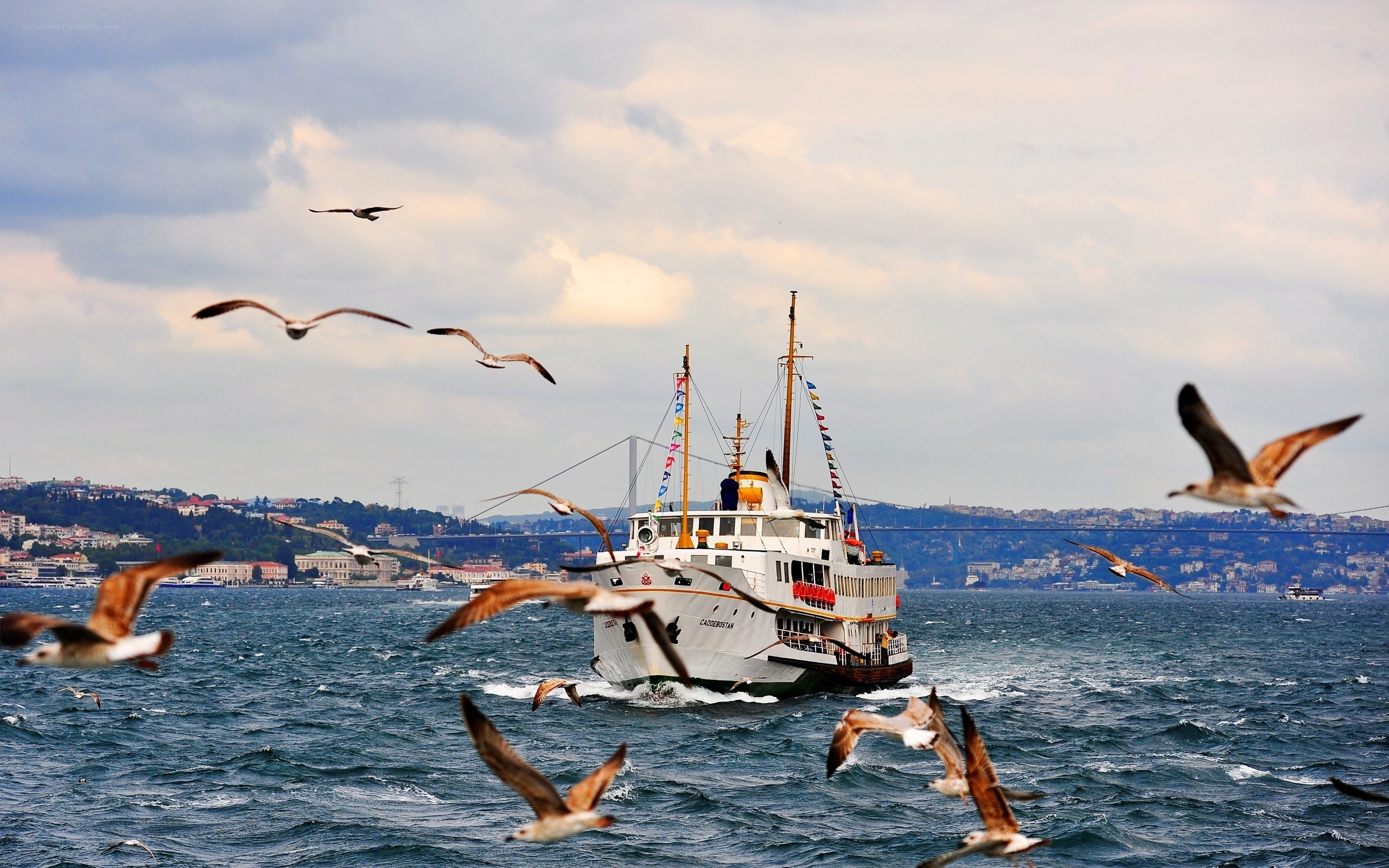 Seagulls flying over a ferry
