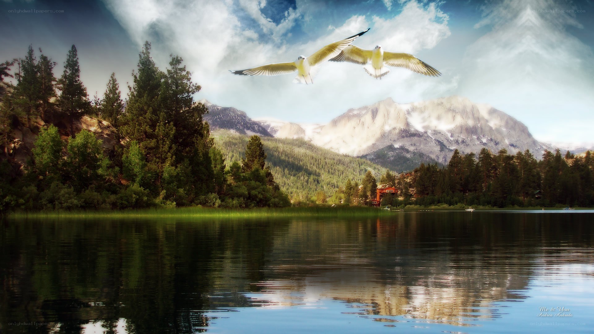 Seagulls flying over a lake