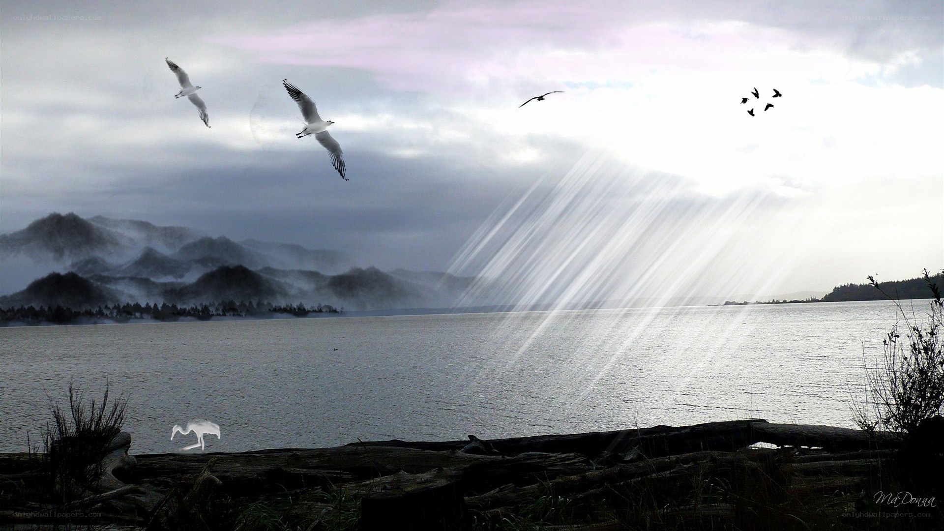 Seagulls flying over a lake
