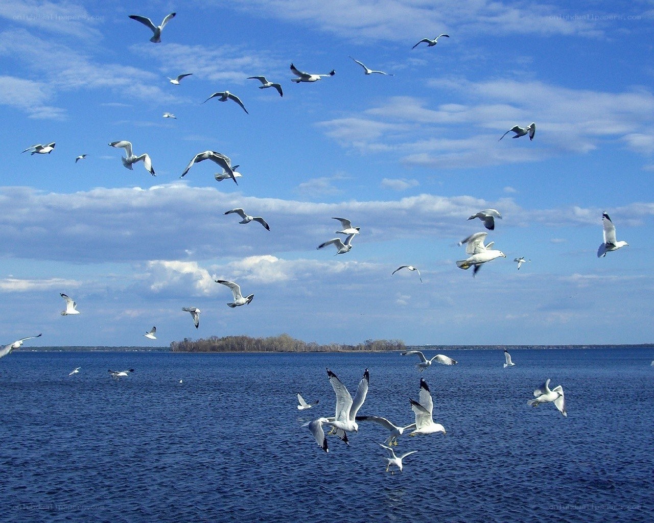 Seagulls flying over a lake