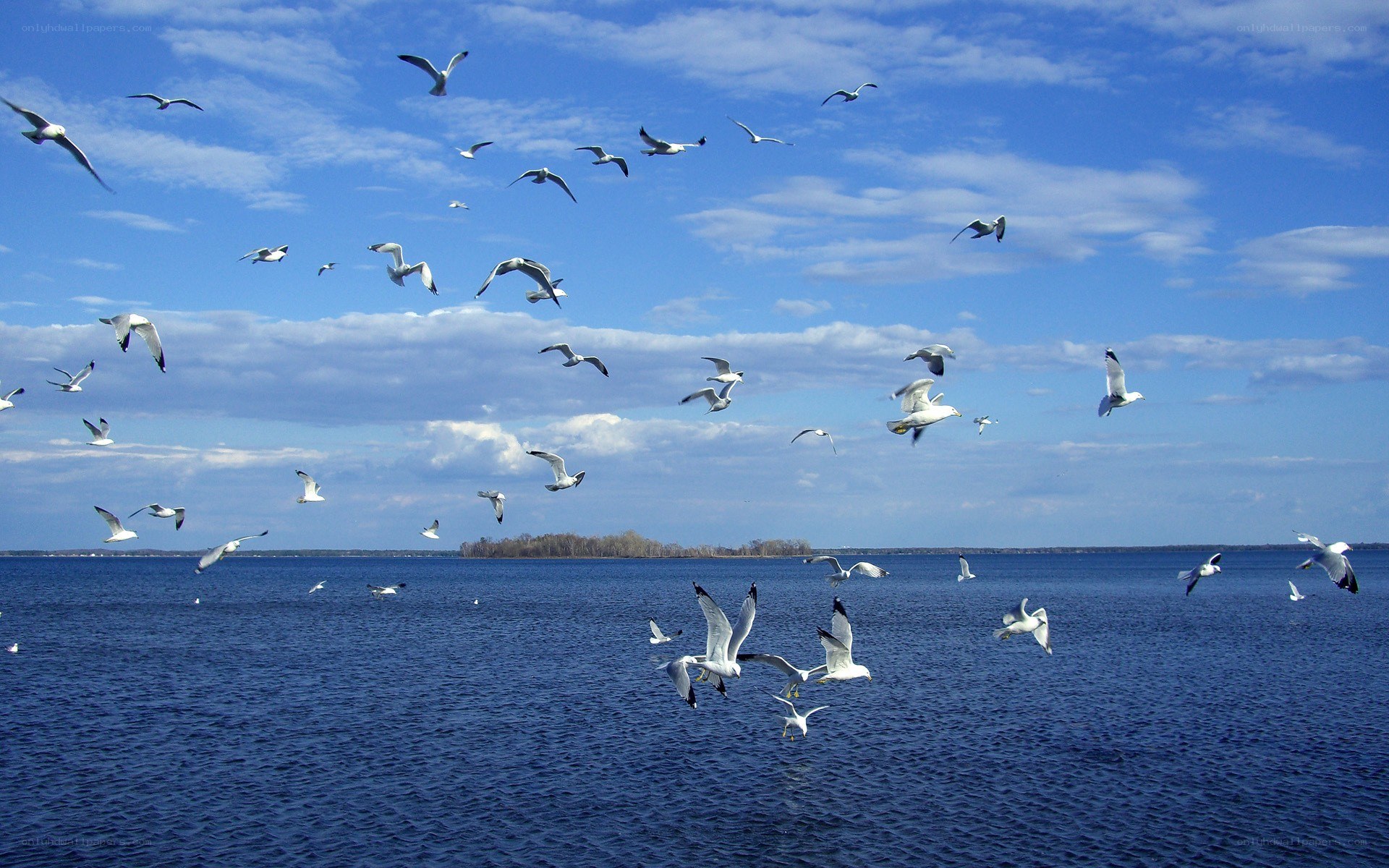 Seagulls flying over a lake