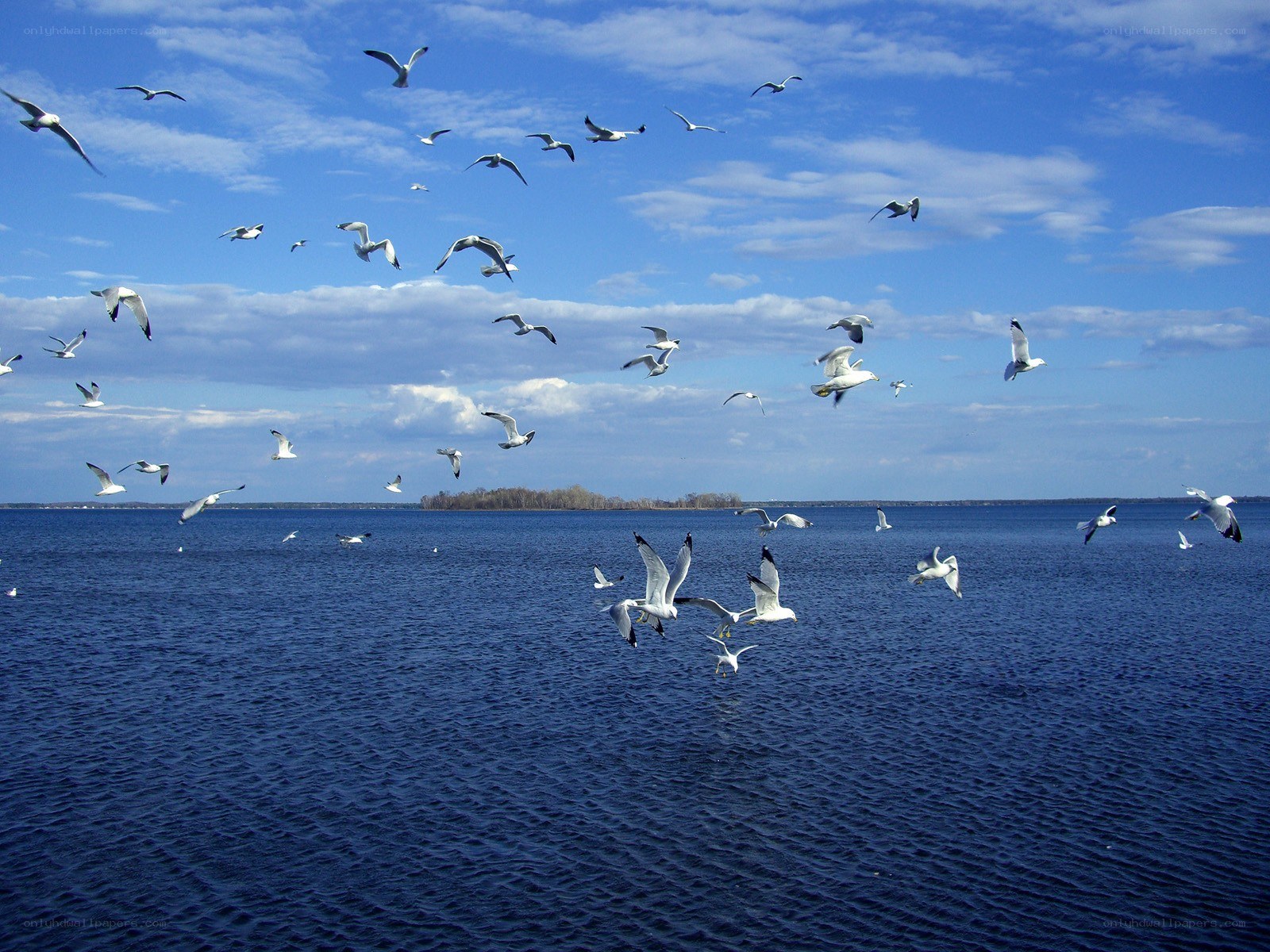 Seagulls flying over a lake