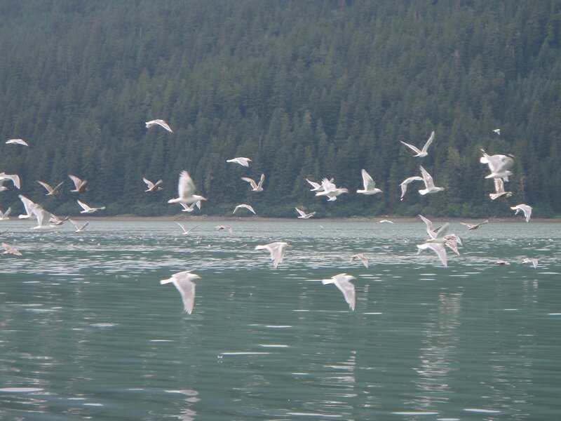 Seagulls flying over a lake