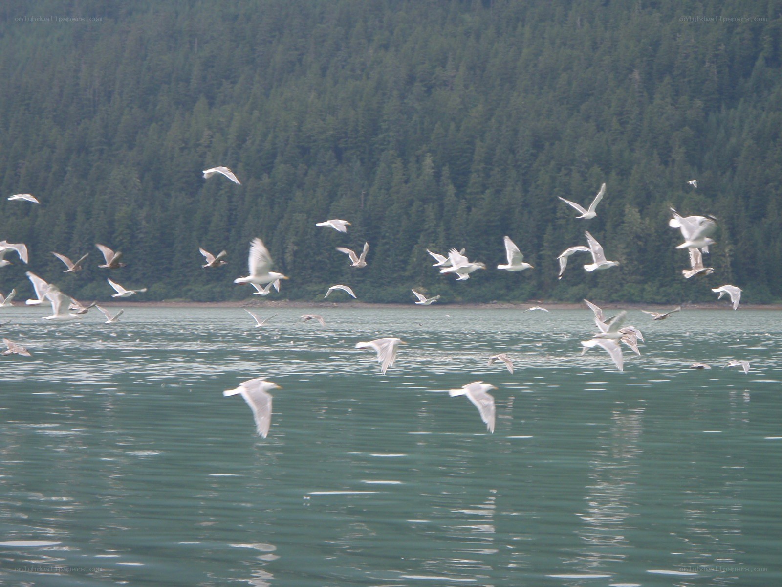 Seagulls flying over a lake