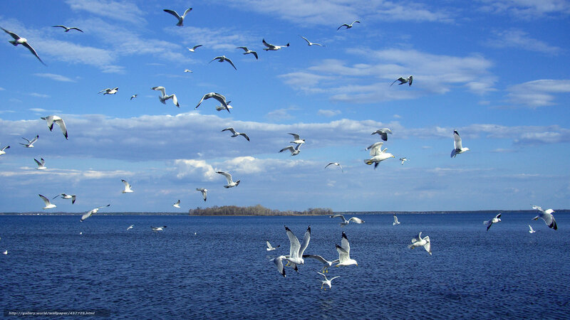 Seagulls flying over a lake