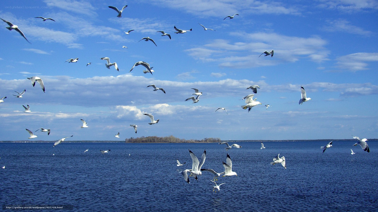 Seagulls flying over a lake