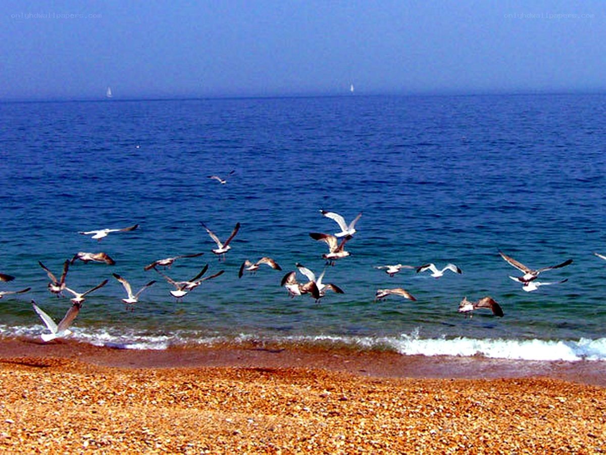 Seagulls flying over a pebble beach