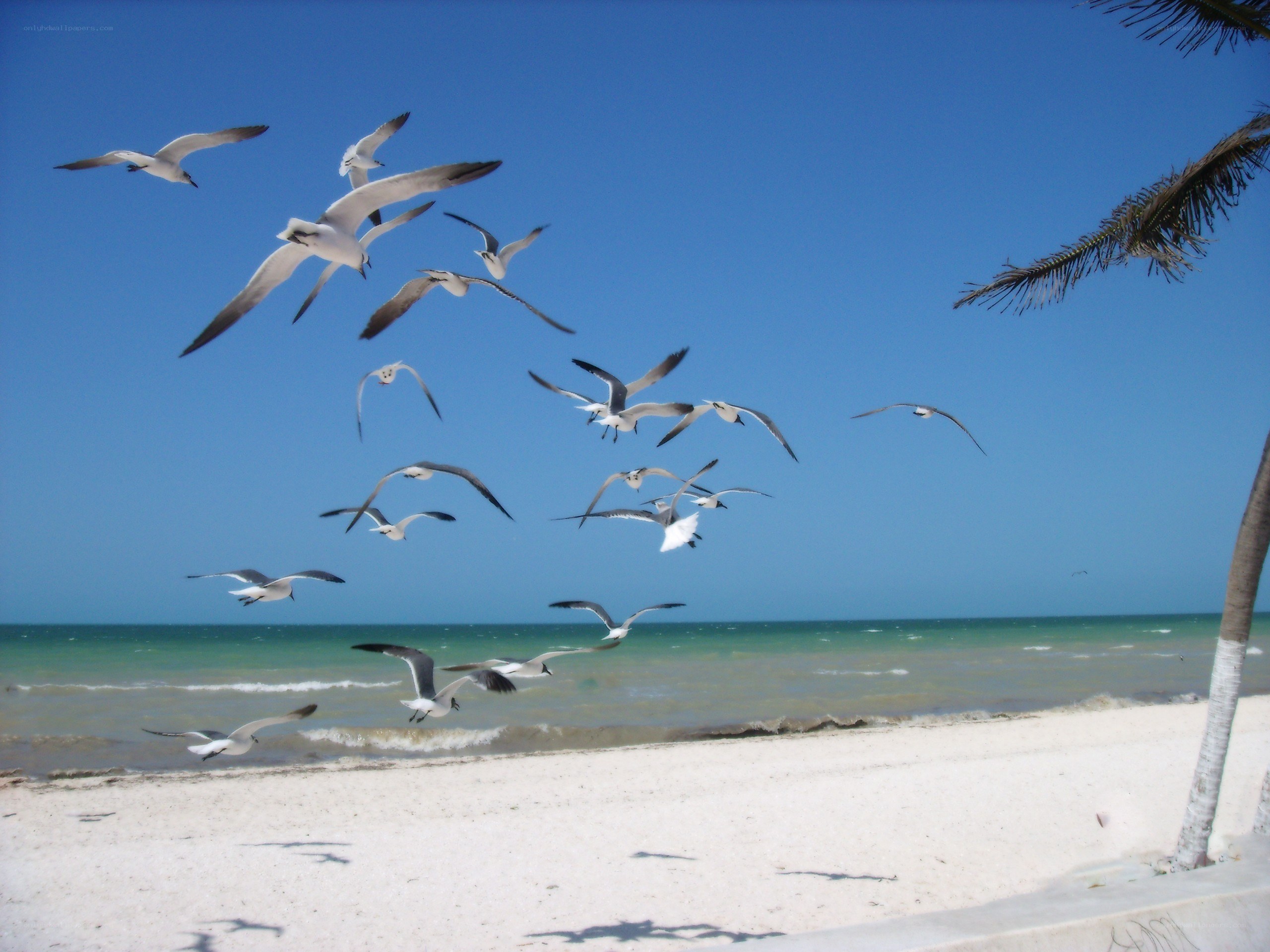 Seagulls flying over a tropical beach