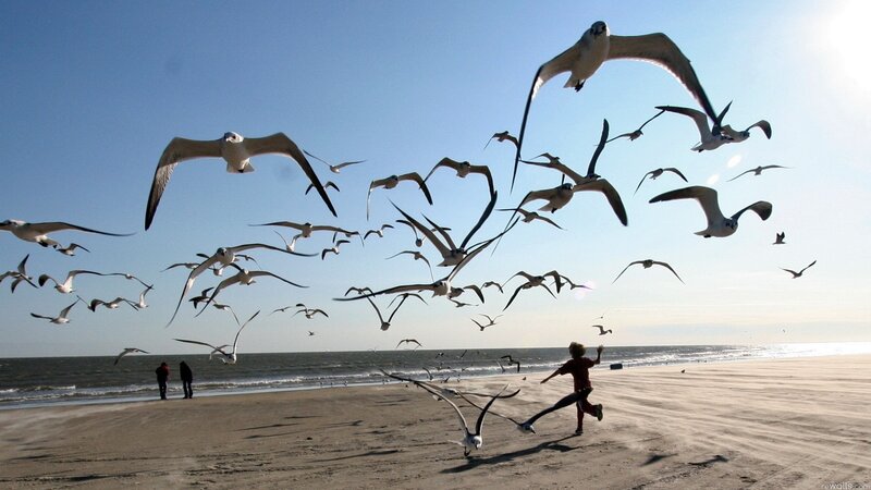 Seagulls flying over beach
