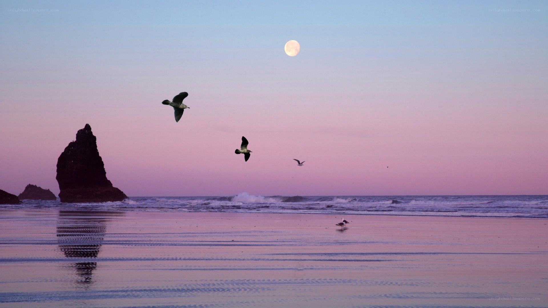 Seagulls flying over beach at dusk