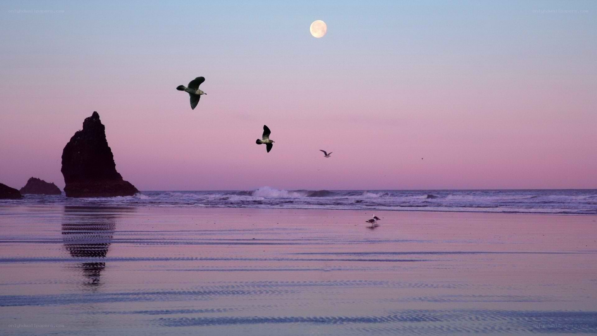 Seagulls flying over beach at dusk
