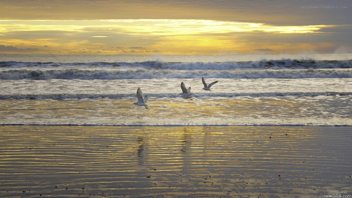 Seagulls flying over beach at sunset