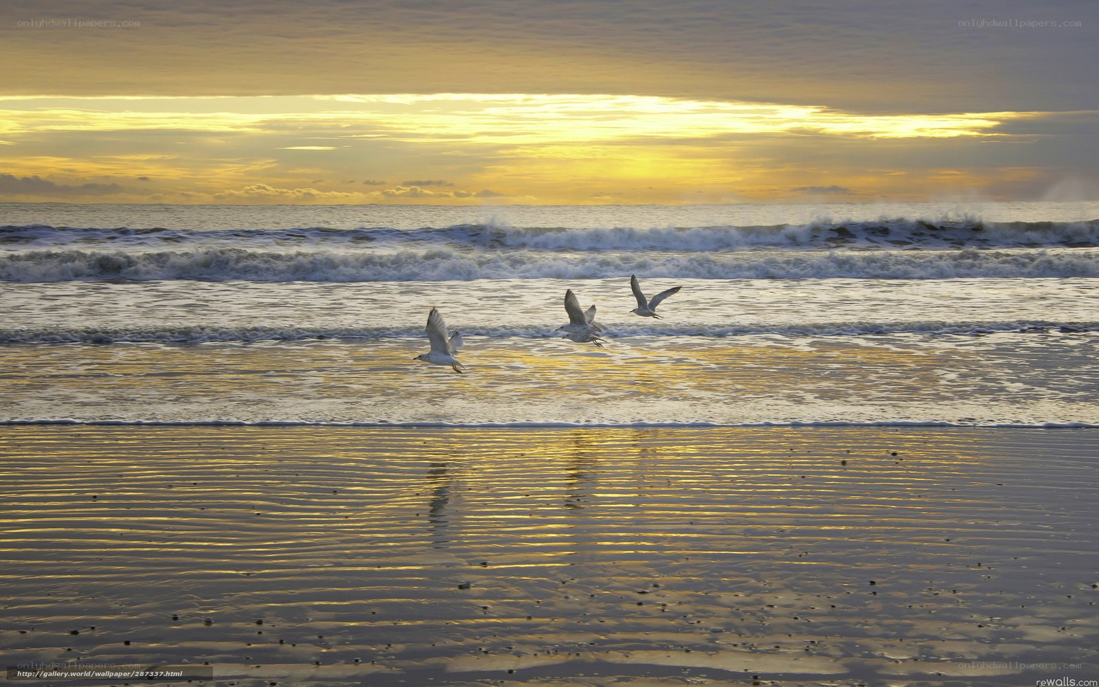 Seagulls flying over beach at sunset