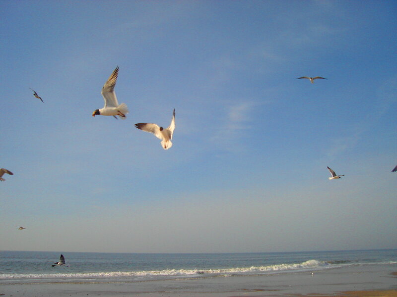 Seagulls Flying over Beach — Blue, Calm, Afternoon