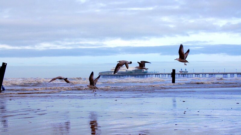 Seagulls Flying over Beach — Blue, Overcast