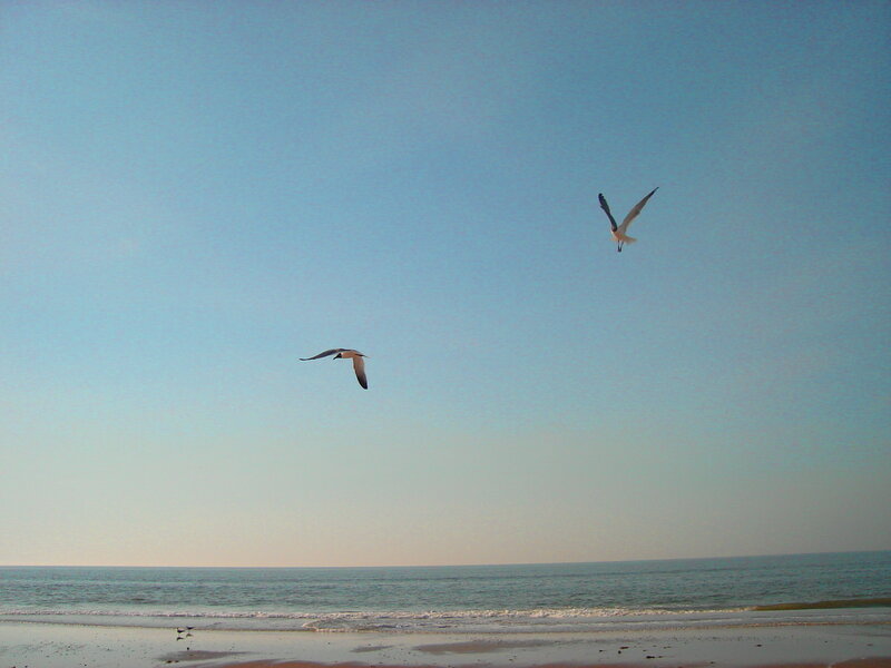 Seagulls Flying over Beach — Blue, Serene, Sunset