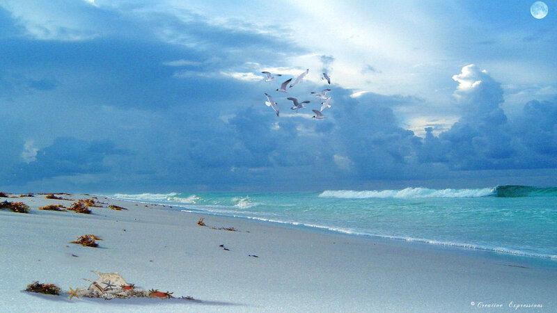 Seagulls Flying over Beach — Blue