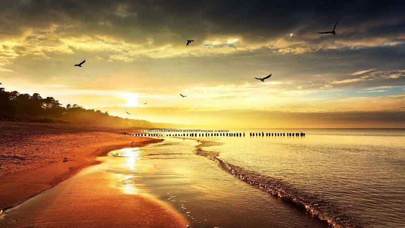 Seagulls Flying over Beach — Gold, Dramatic