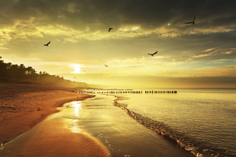 Seagulls Flying over Beach — Gold