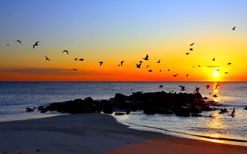 Seagulls Flying over Beach — Orange, Serene, Sunset