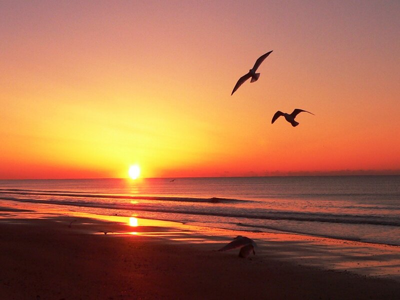 Seagulls Flying over Beach — Orange, Serene