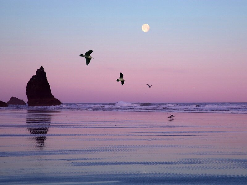 Seagulls Flying over Beach — Pink, Serene, Sunset, Photograph, Moon, Rock Formation