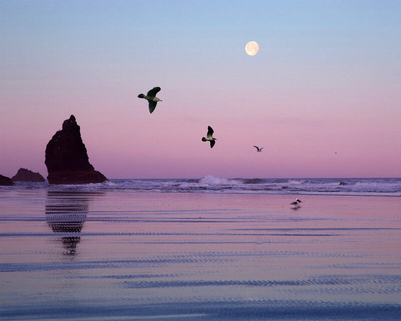 Seagulls Flying over Beach — Pink, Serene