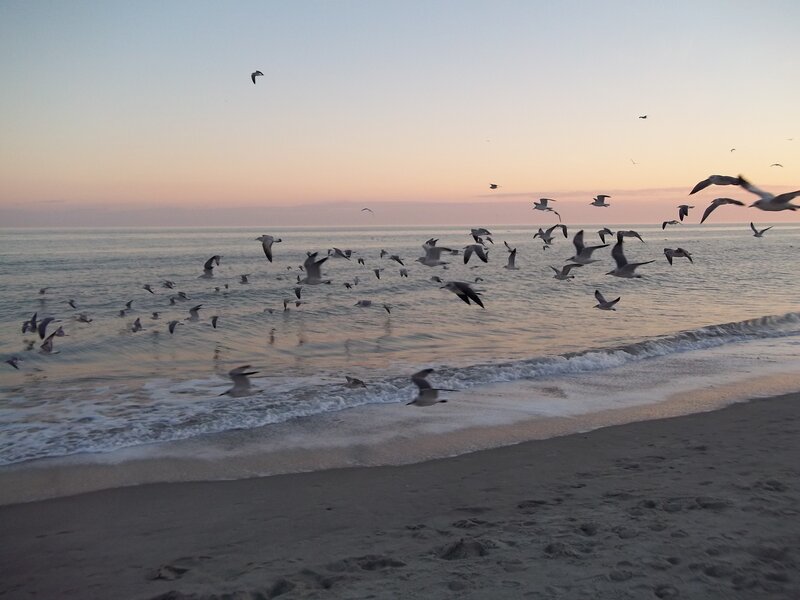 Seagulls Flying over Beach — Pink