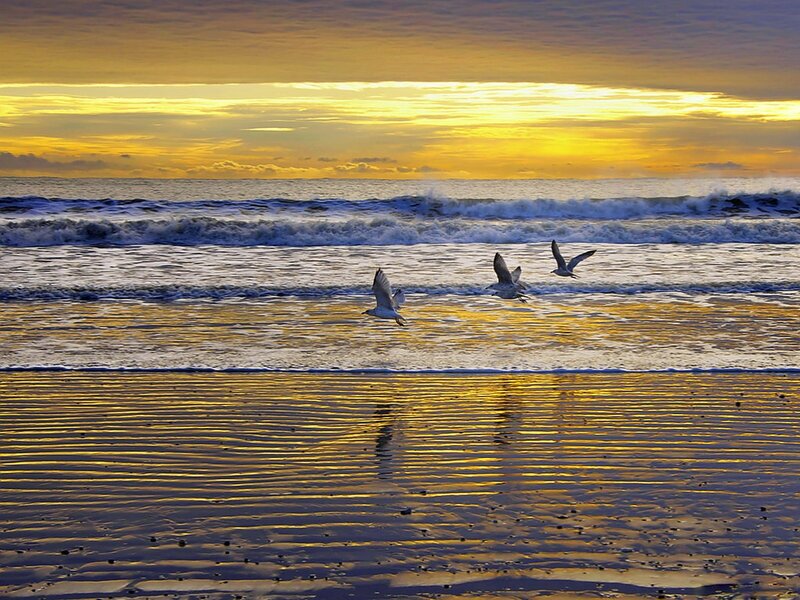 Seagulls Flying over Beach — Yellow, Serene