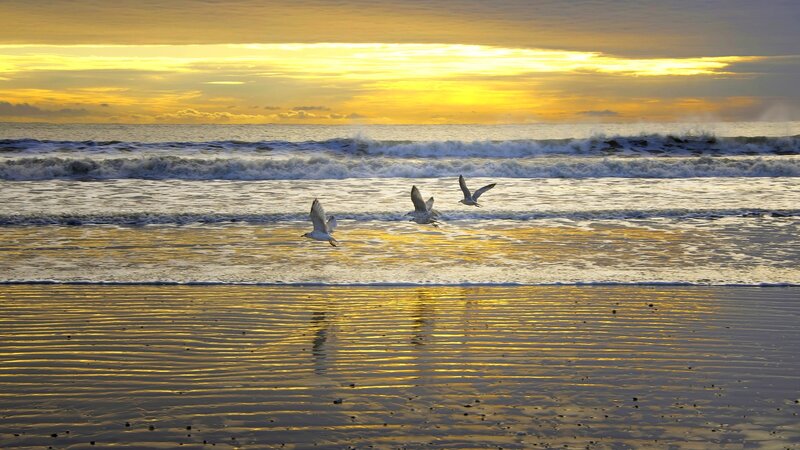 Seagulls Flying over Beach — Yellow