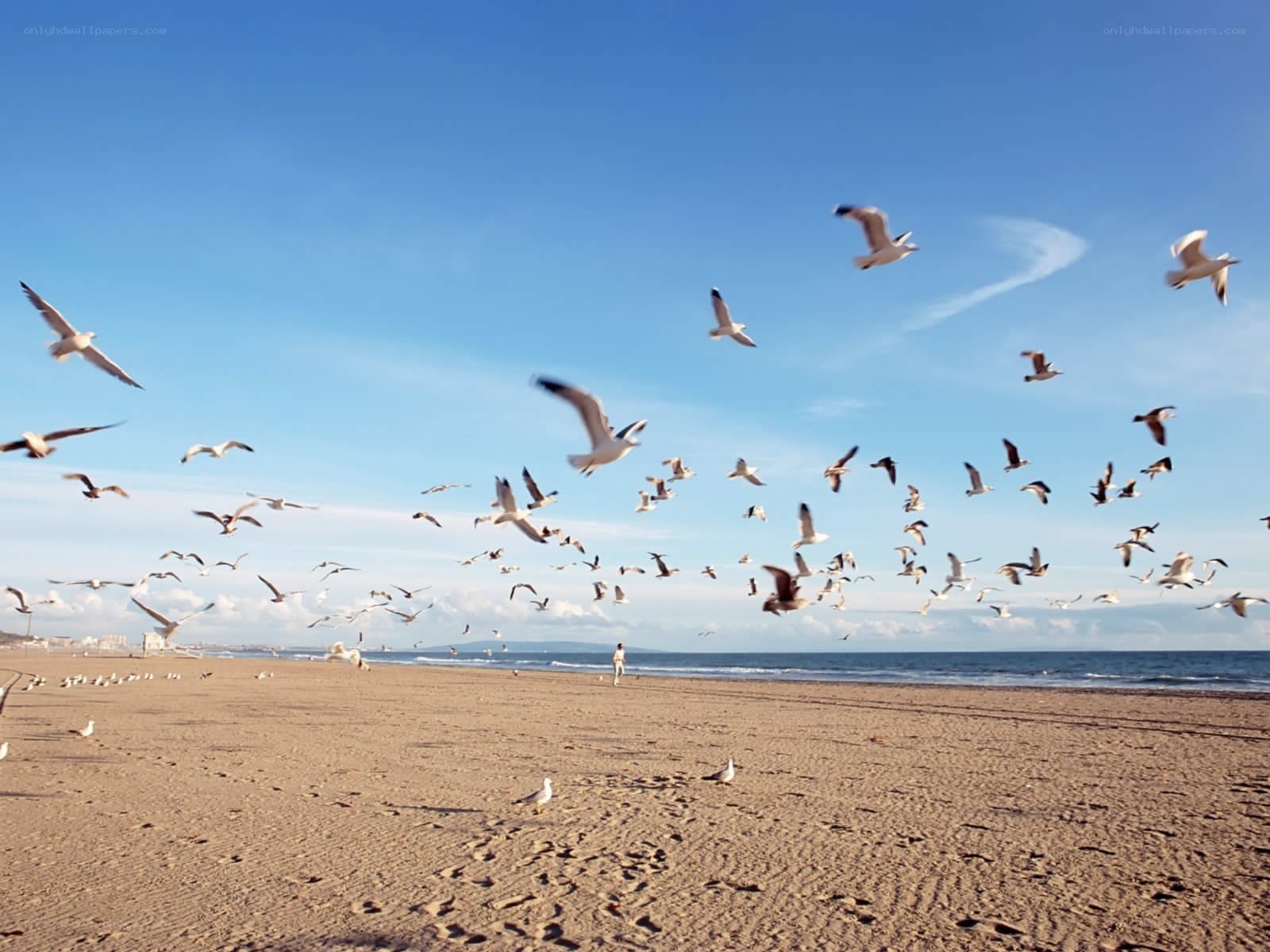 Seagulls flying over beach