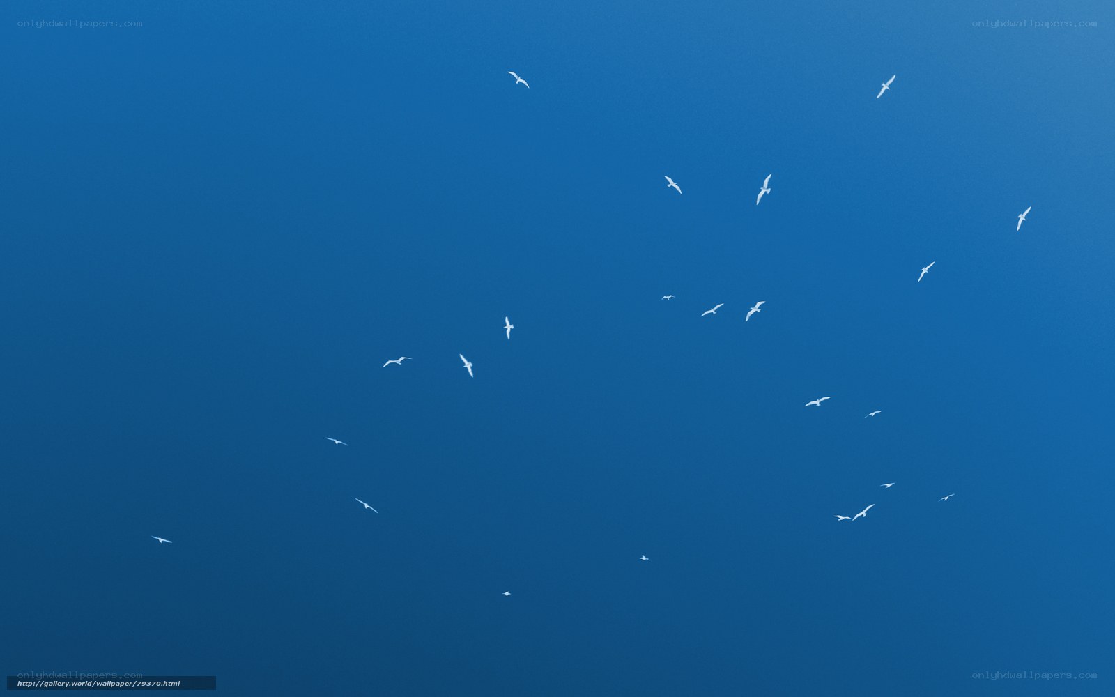 Seagulls Flying Over Blue Sky