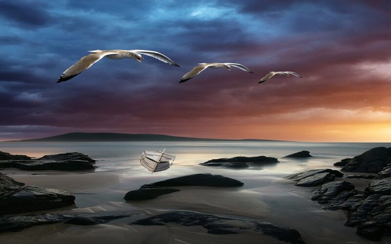 Seagulls Flying over Boat
