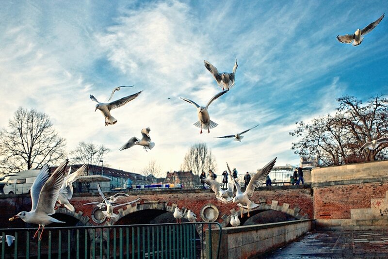 Seagulls Flying over Bridge