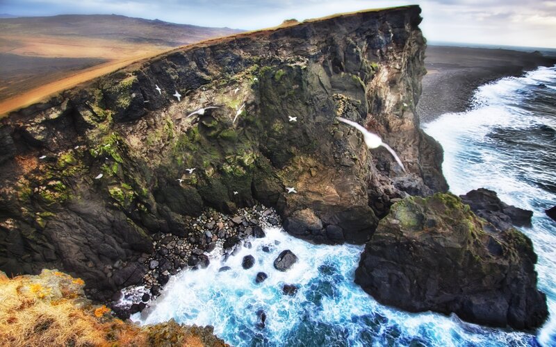 Seagulls Flying over Cliffs