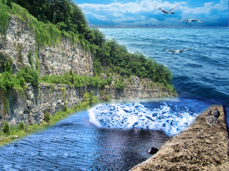 Seagulls flying over coastal cliffs