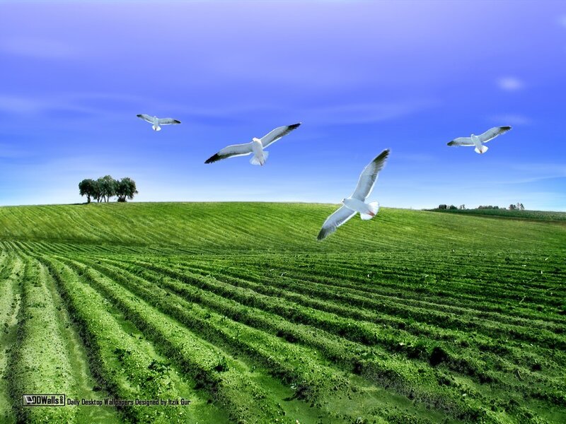 Seagulls Flying over Field