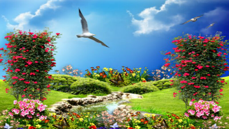 Seagulls Flying over Garden