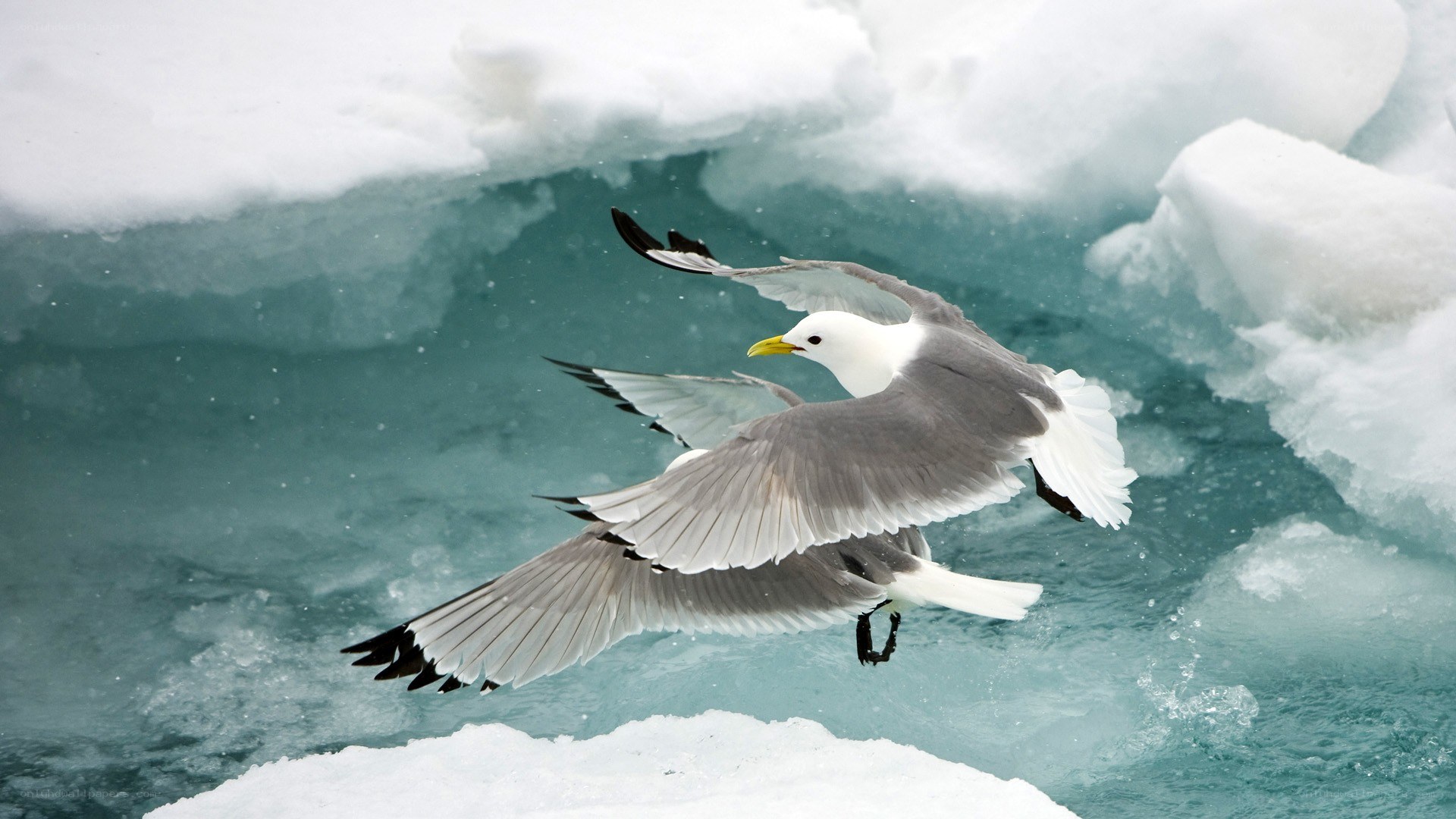 Seagulls flying over icy water