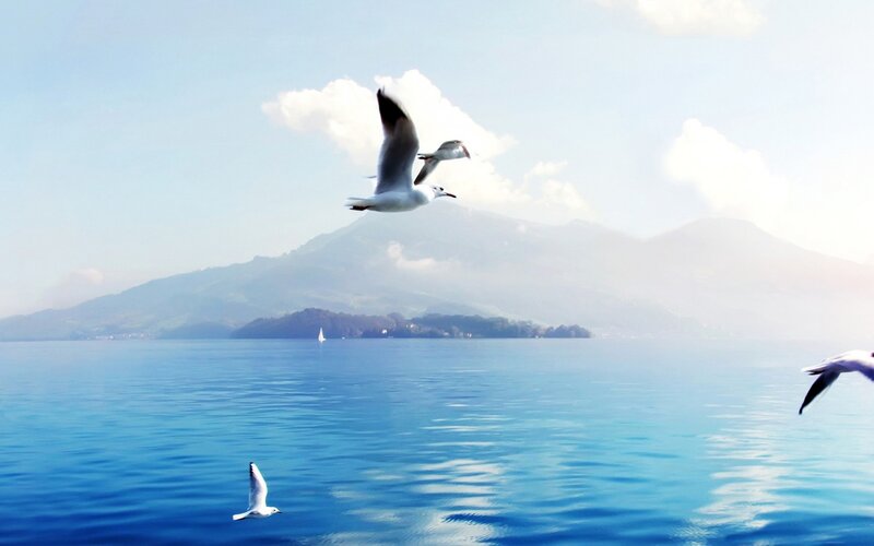 Seagulls Flying over Lake — Blue, Serene, Afternoon, Photograph
