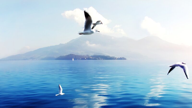 Seagulls Flying over Lake — Blue, Serene, Afternoon
