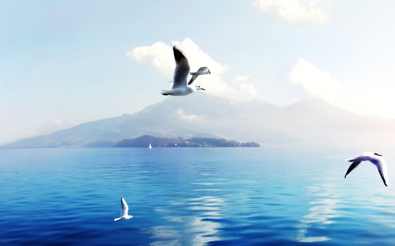 Seagulls Flying over Lake — Blue, Serene