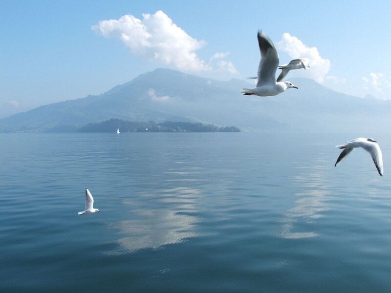 Seagulls Flying over Lake — Blue