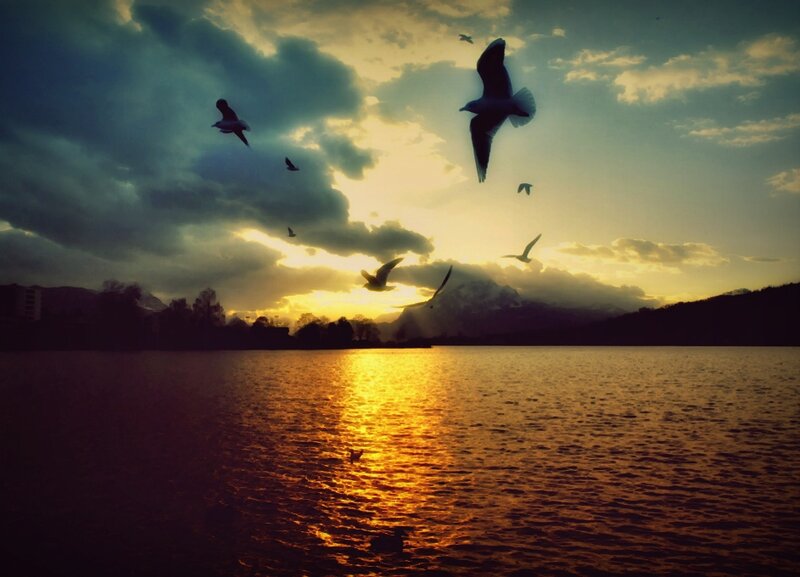 Seagulls Flying over Lake