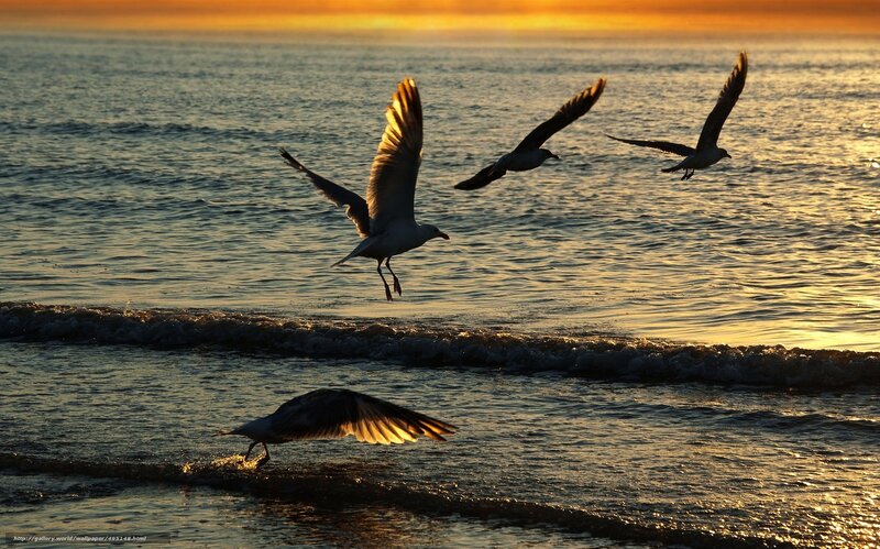Seagulls flying over ocean at sunset