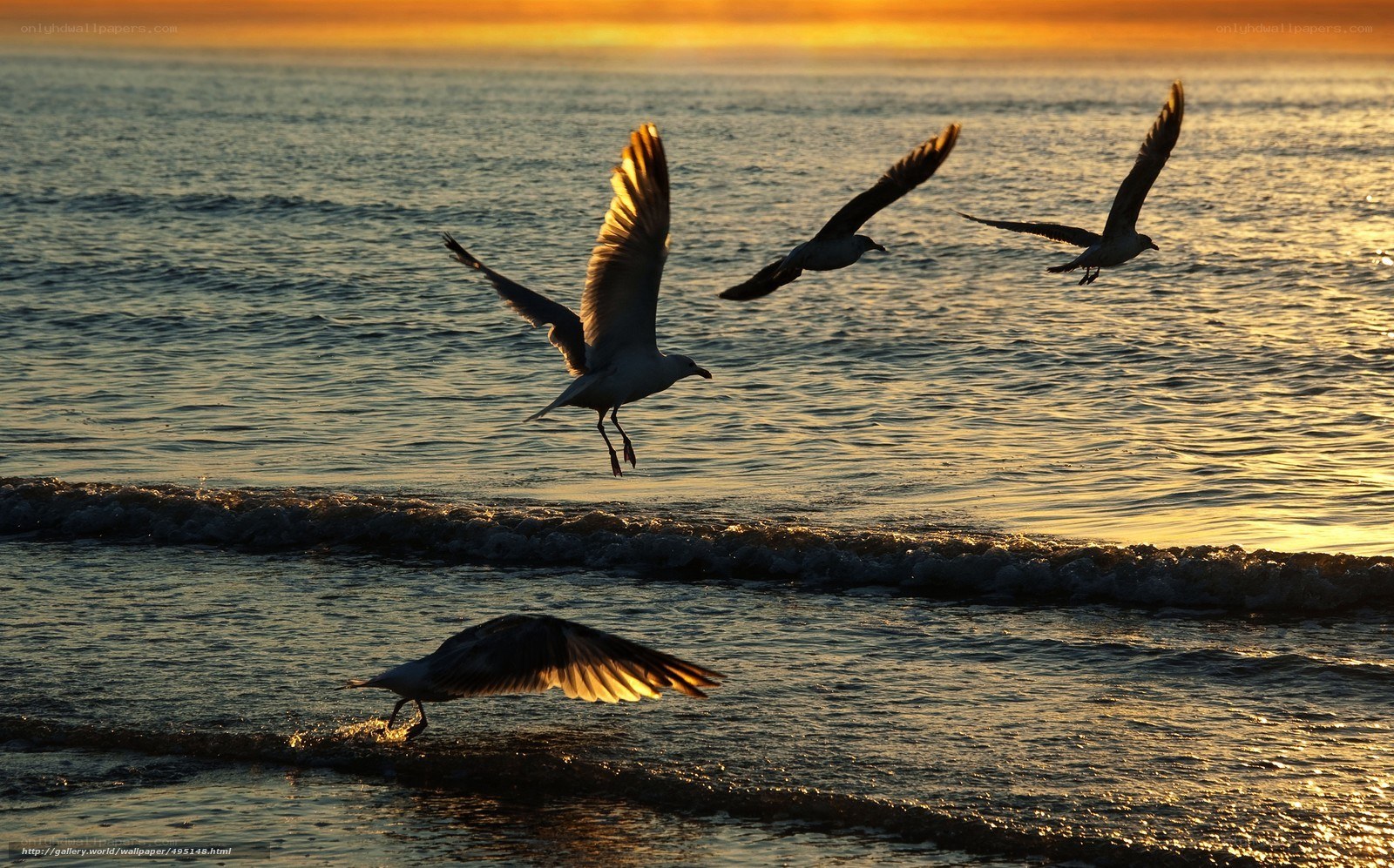 Seagulls flying over ocean at sunset