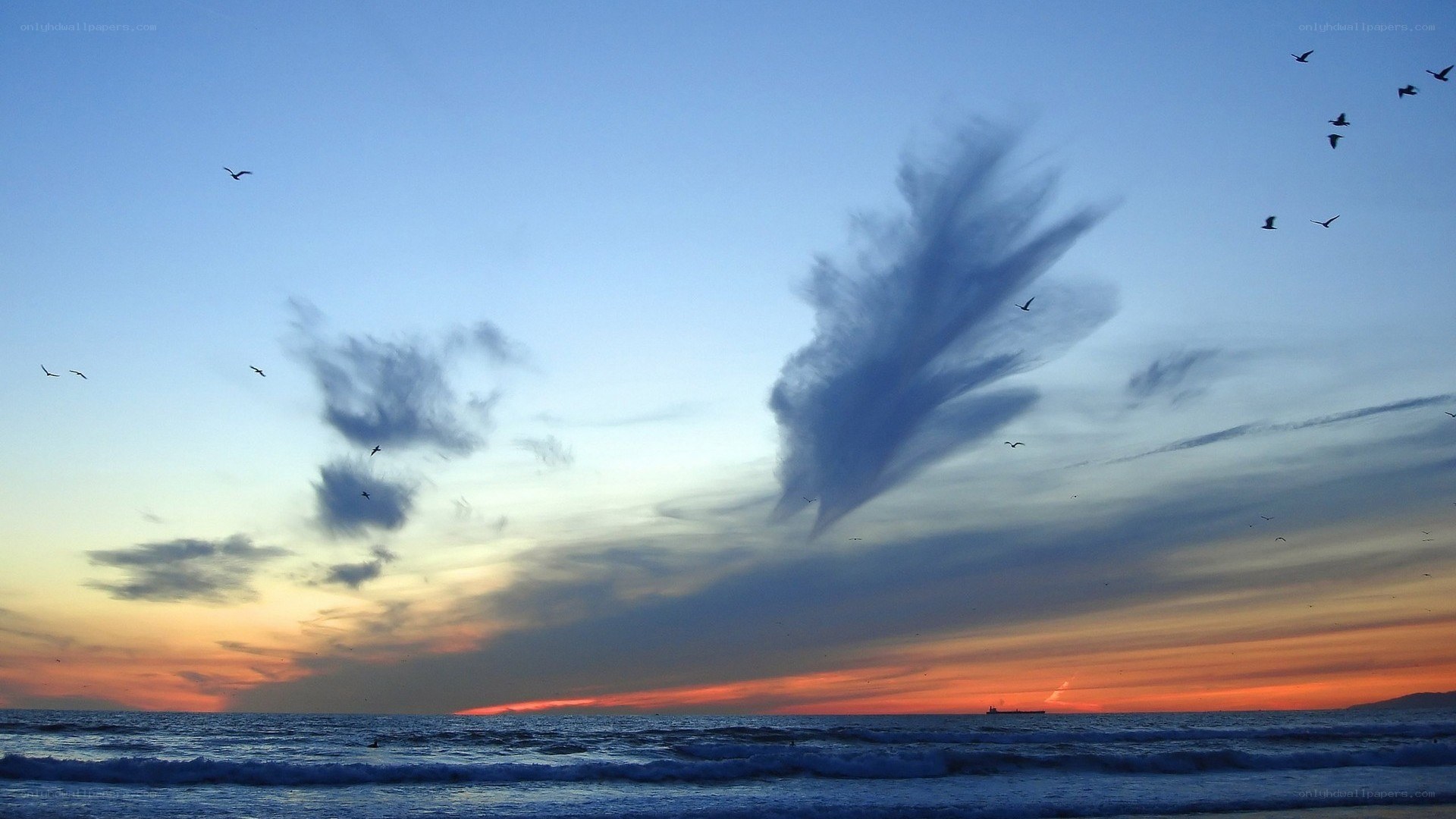 Seagulls flying over ocean at sunset