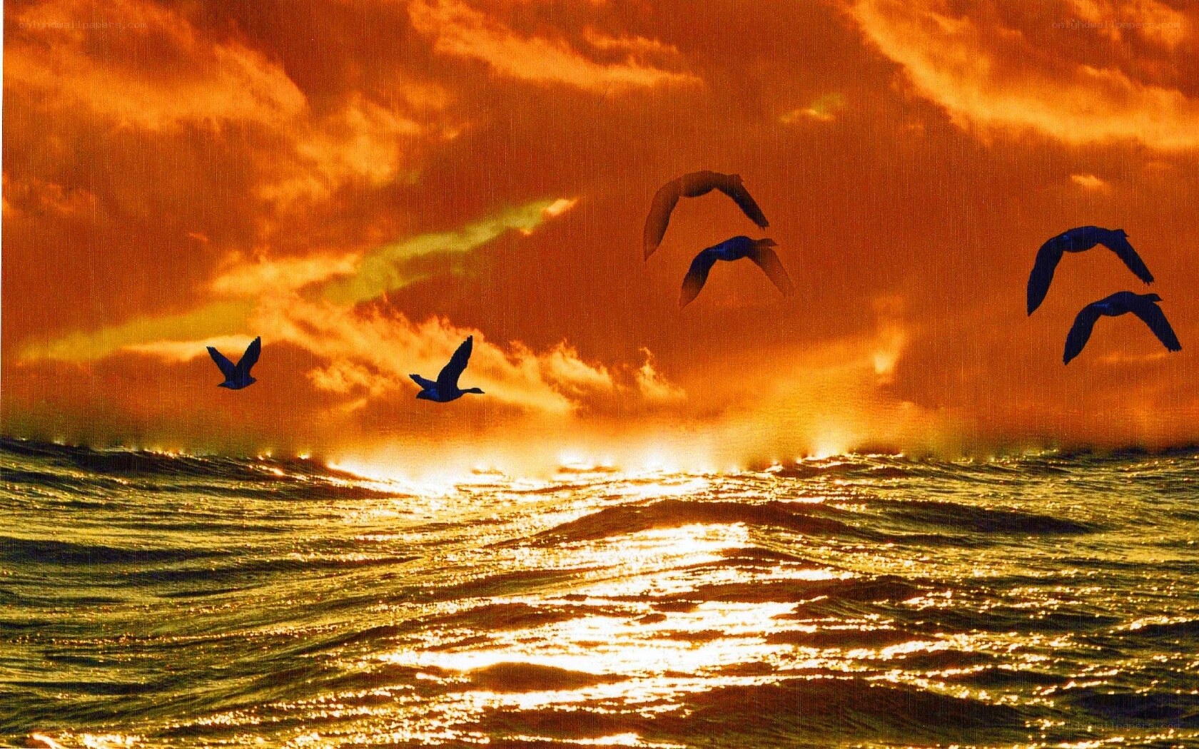 Seagulls flying over ocean at sunset