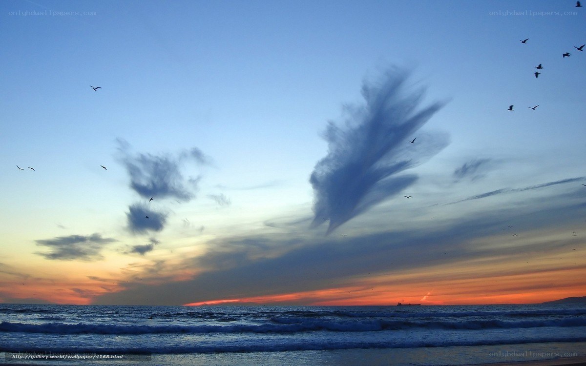 Seagulls flying over ocean at sunset