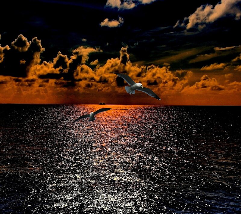 Seagulls Flying over Ocean — Black